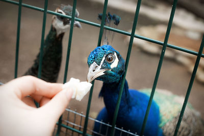 Close-up of a hand in cage