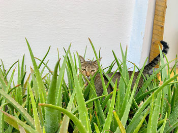 Cat into aloe plants