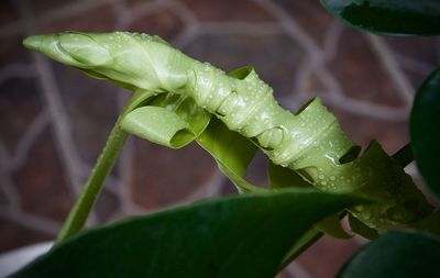 Close-up of monstera young leaf 