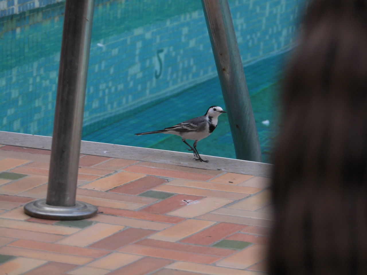 VIEW OF SEAGULL PERCHING ON A SWIMMING POOL