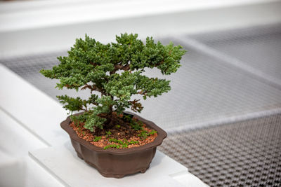 High angle view of bonsai tree on table