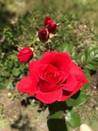 Close-up of red rose blooming outdoors