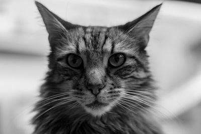 Close-up portrait of cat