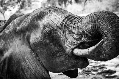 Close-up of elephant