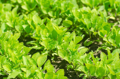 Green aubergine seedlings in the greenhouse, ready for transplant in the field, farming