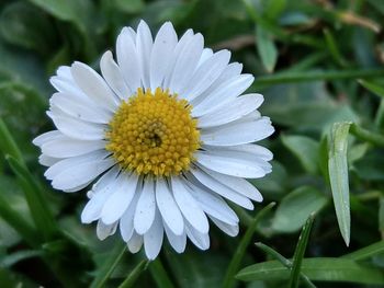 Close-up of white flower blooming outdoors