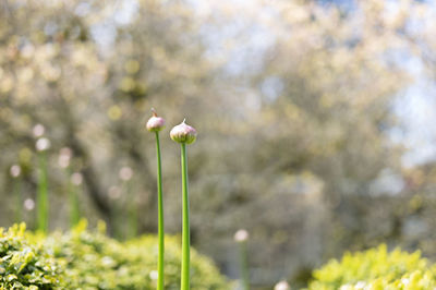 Close-up of white flowering plant on field