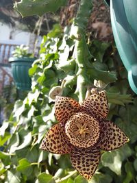 Close-up of green flower on plant