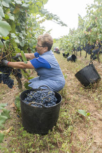 Woman harvesting grapes in a vineyard