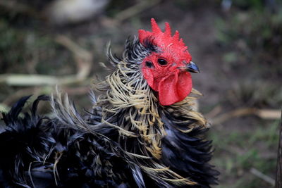 Side view of black hen