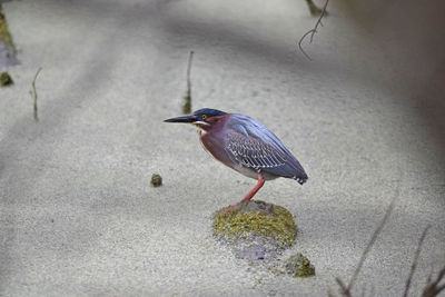 High angle view of bird