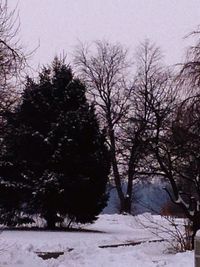 Bare trees on snow covered landscape