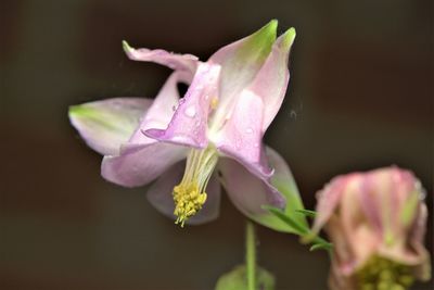 Close-up of wet pink rose flower