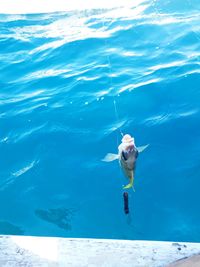 High angle view of dog swimming in sea