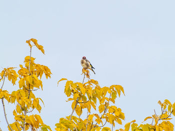 Low angle view of bird perching on tree against clear sky