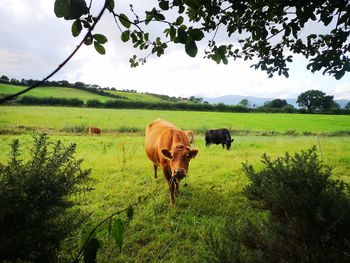 Cows in a field