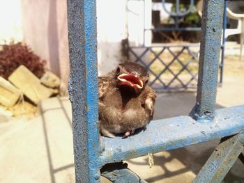 Close-up of monkey in cage