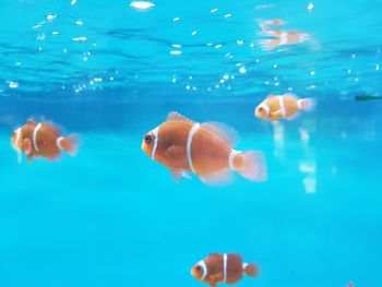 Close-up of fish underwater