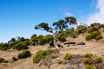 Tree and plants growing on hill against blue sky