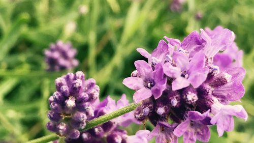 Close-up of purple flowers blooming outdoors