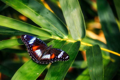 Close-up of butterfly on leaf