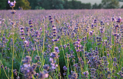 Close-up of fresh purple lavender flowers in field