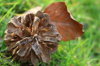 Close-up of dried plant on field