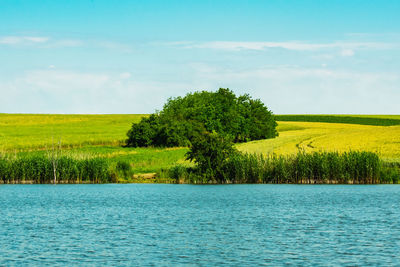 Scenic view of trees on landscape against sky