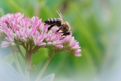 Close-up of butterfly pollinating on pink flower