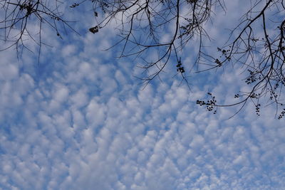 Low angle view of bare tree against sky