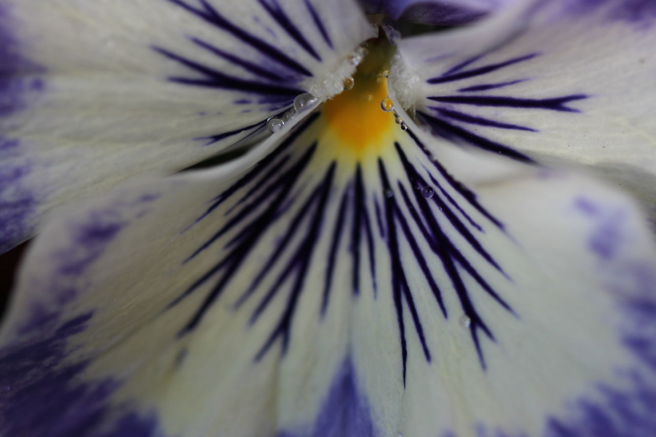 EXTREME CLOSE-UP OF PURPLE FLOWER