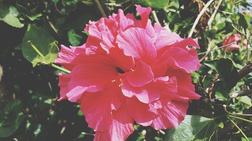 Close-up of flower blooming outdoors