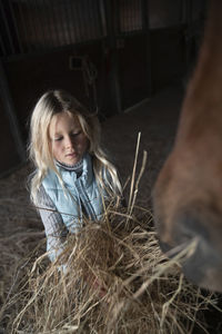 Girl feeding hay to bay horse in stable