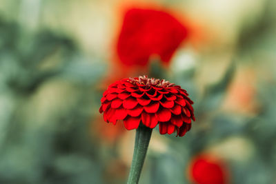 Close-up of red rose flower