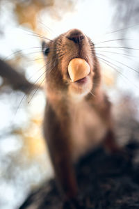 Low angle view of squirrel on tree trunk