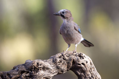 Close-up of bird perching on wood