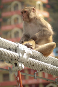 Close-up of monkey sitting on rope