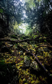 Trees growing in forest