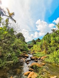 Plants growing in stream against sky