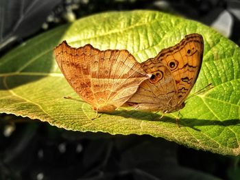 Close-up of butterfly on leaves