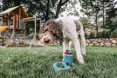 Poodle by sprinkler standing at park