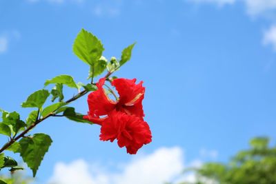 Close-up of red hibiscus flower against blue sky