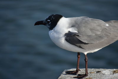 Sea bird always find them so cute