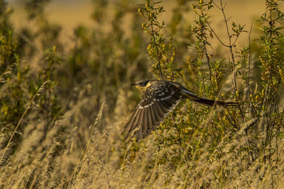 Bird flying over a field