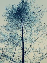 Low angle view of bare trees against sky
