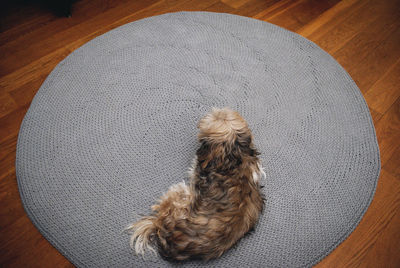 High angle view of dog sitting on table