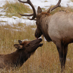 Elks amidst plants on land