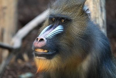 Close-up portrait of a monkey