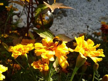 Close-up of yellow flower