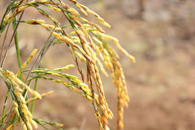 Close-up of wheat growing on field